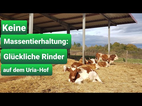 Die glücklichen Rinder vom Uria-Hof