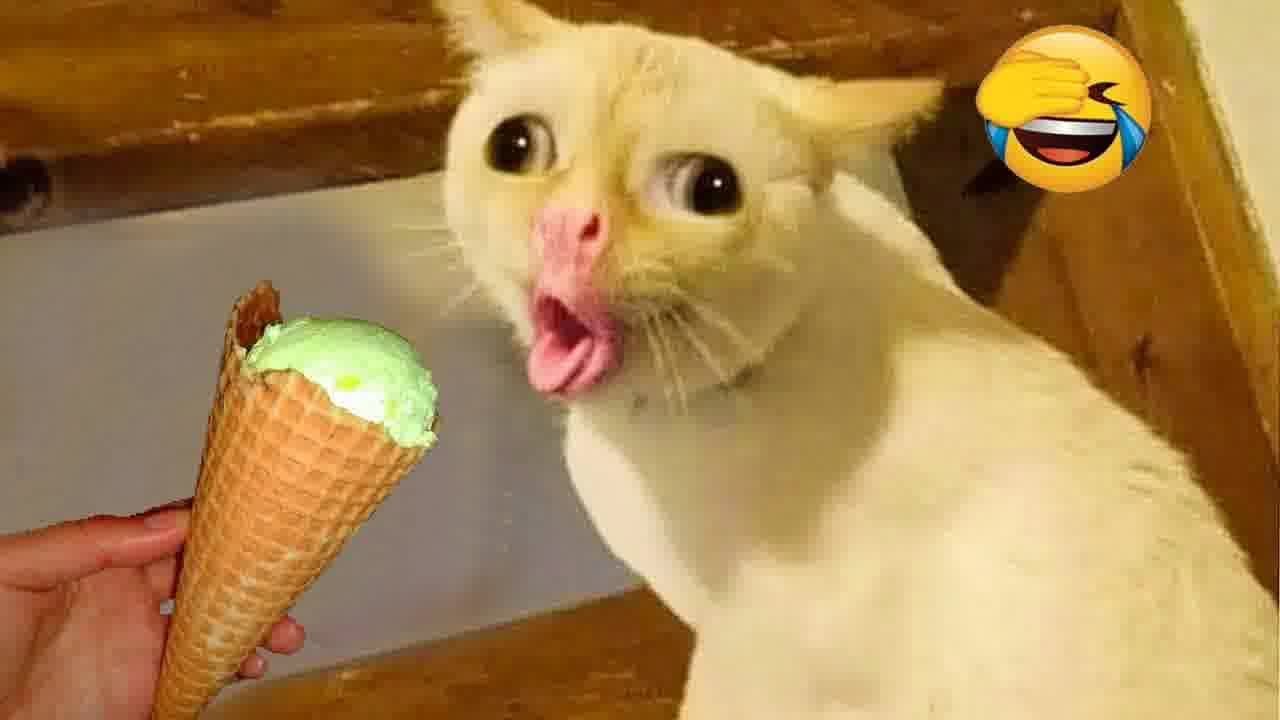 Try Not To Laugh Cats And Dogs Videos😻🐶New Funny Animals Video 2024