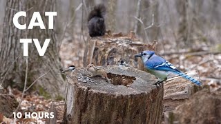 Chipmunks, Birds and Squirrels in a Canadian Forest - 10 Hour CAT TV for Pets to Watch - Apr 8, 2024