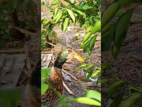 pato de touca na zona rural de Bom princípio do Piauí