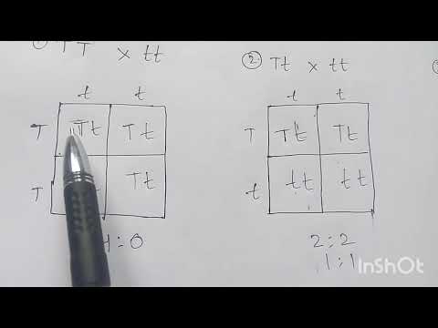 POINT MUTATION BY PHANINDRA GUPTHA