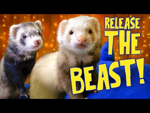 What You Need to Know About Ferrets!