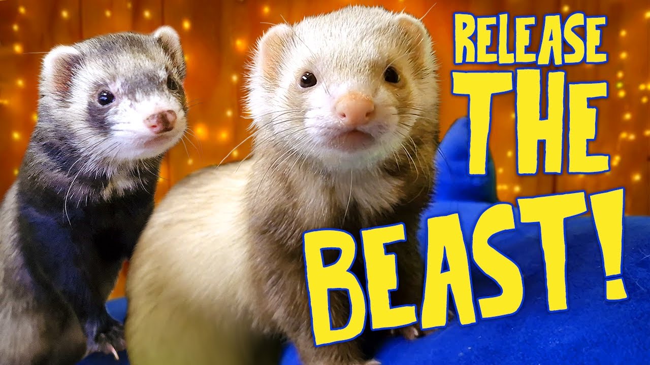What You Need to Know About Ferrets!