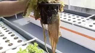 Aquaponia economiza 90% de água e descarta químicos no cultivo de hortaliças