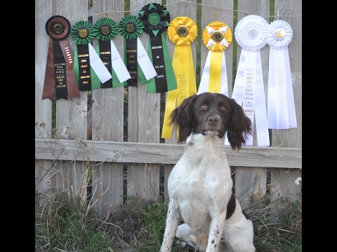 20 Month old Field Bred English Springer Spaniel Hunting Upland Pheasant course