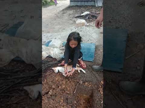 Habis berkelahi dgn kucing lain kena sengat lebah berujung maut