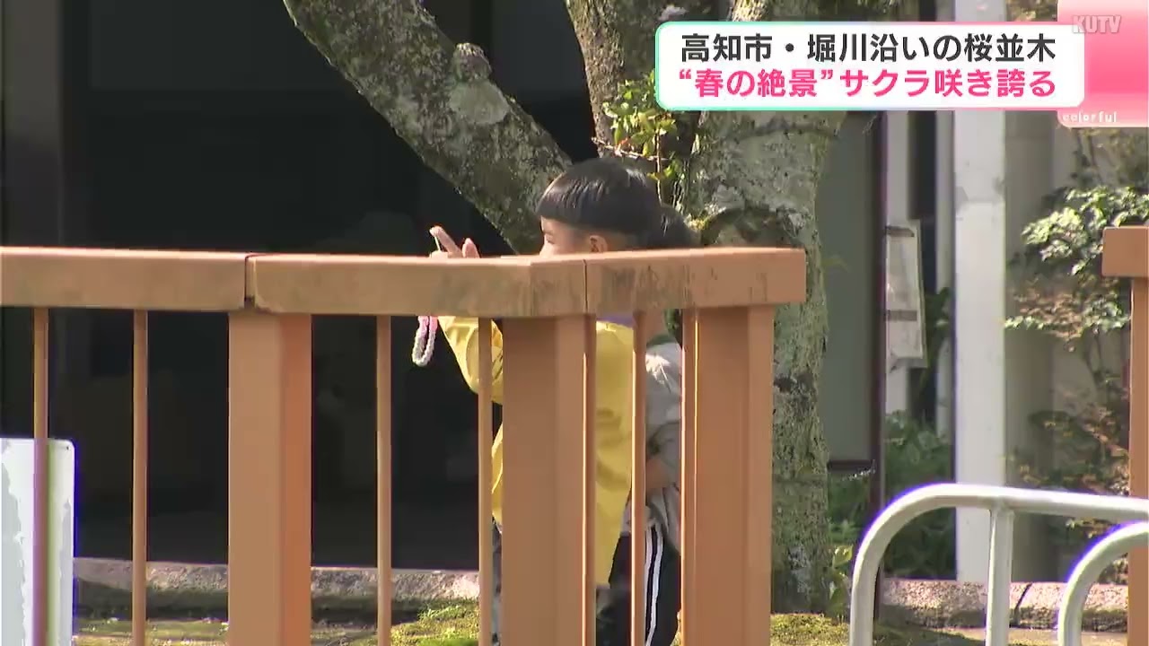 雨の影響あるも「4月5日ごろまで」楽しめる春の絶景　高知・堀川の桜並木が満開に【高知】