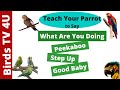 Teach Your Parrot to Say What Are You Doing * Peekaboo * Step Up * Good Baby [ Talking Bird ]