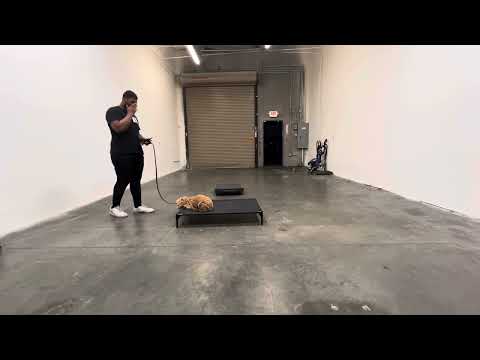 CactusK9Training video.