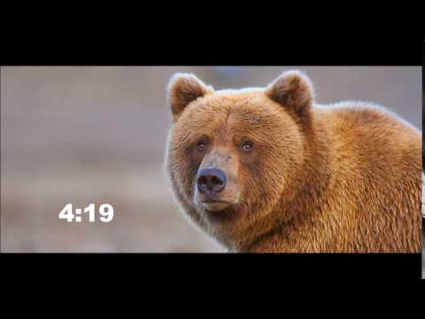 4:20 Bear edition