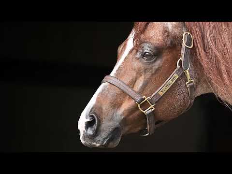 VS Code Red - AQHA Stallion & Million Dollar Sire