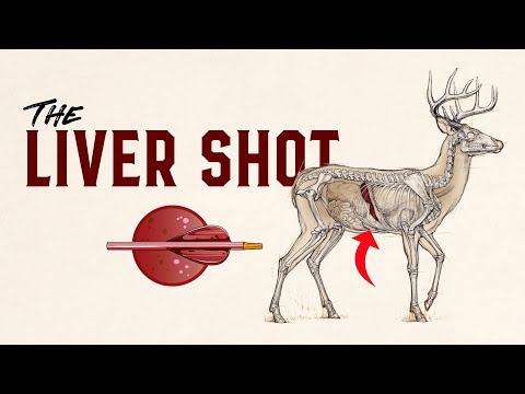 Hit a Deer in the Liver? Here’s What to Look for and What to do Next While Deer Hunting