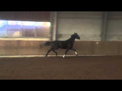 **For Sale** Holsteiner v.Cayado