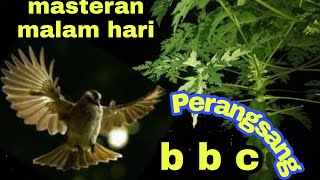 Download lagu trucukan gacor bbc , MASTERAN BURUNG TRUCUK malam hari , pancingan trucukan ombyokan mp3