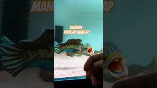 Download lagu AURANTI JUARANYA MANGAP MANGAP #channaauranti #channa #auranti #shorts mp3 Download lagu AURANTI JUARANYA MANGAP MANGAP #channaauranti #channa #auranti #shorts mp3