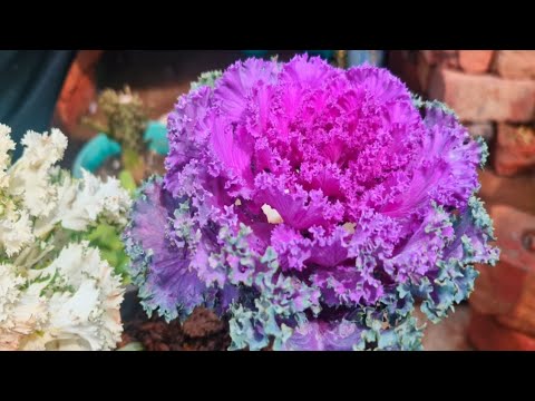 Identify the beautiful flowers plant ( The ornamental kale/ karam saag/ barrasica orlerecea
