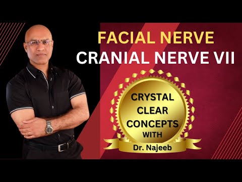 Facial Nerve | Cranial Nerve VII  | Neurology | Neuroanatomy🩺