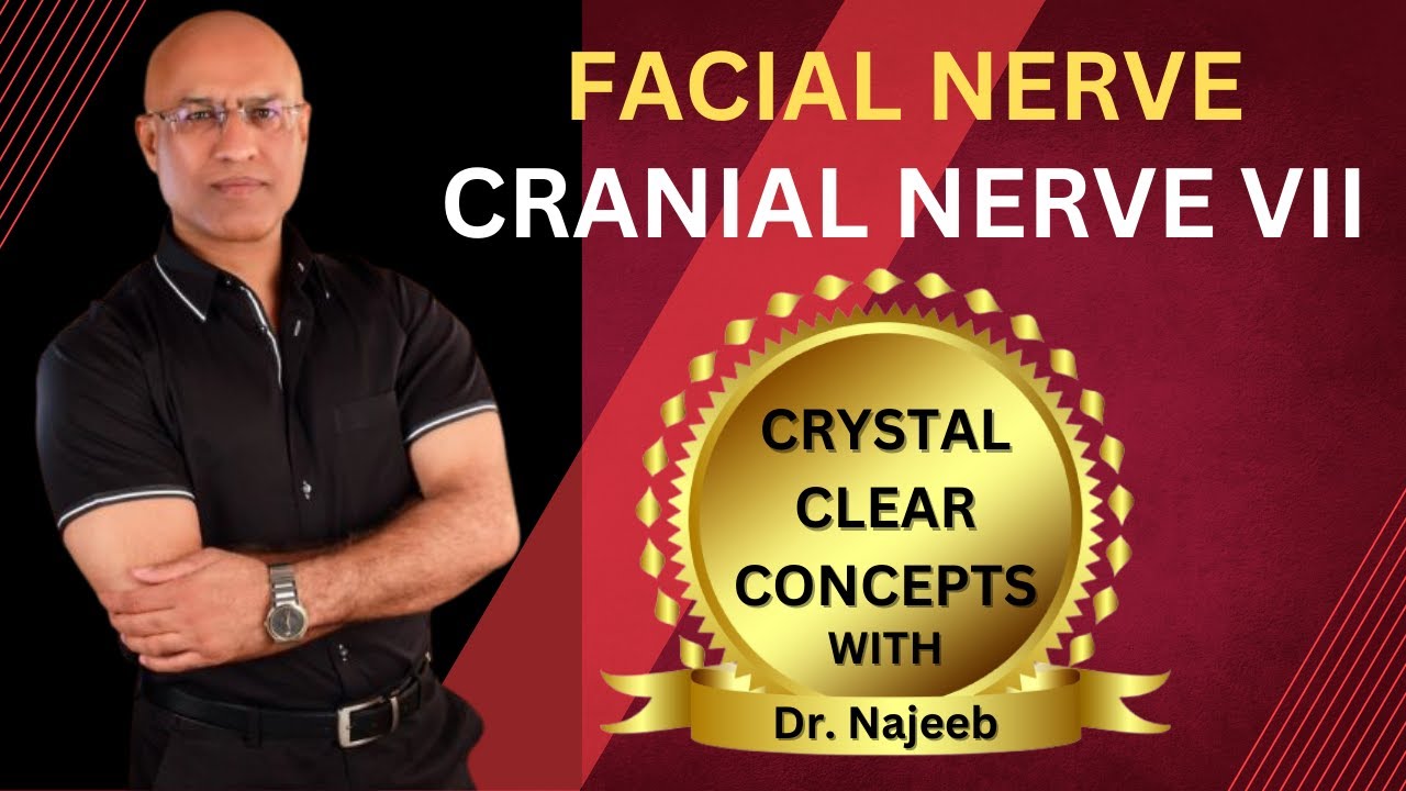 Facial Nerve | Cranial Nerve VII  | Neurology | Neuroanatomy🩺