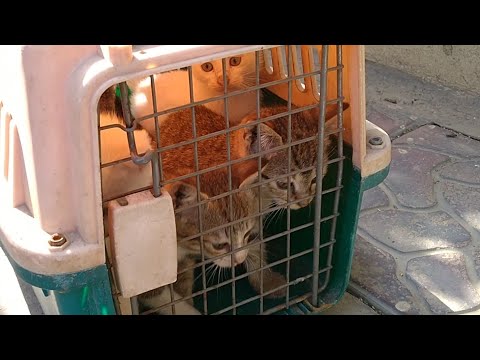 8 Weeks Old Kittens Are Ready To Attack On Their Food || Crazy Meow Gang ||