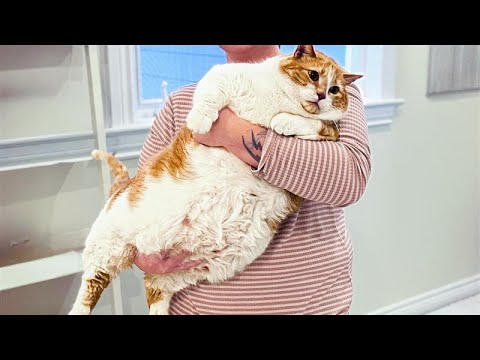Fat Cat Biggie Smalls - A Chonky Cat Makeover!