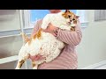 Fat Cat Biggie Smalls A Chonky Cat Makeover