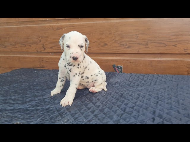 Dalmatian puppy for sale