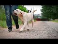 Labrador Retriever puppy