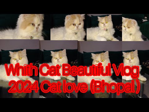 White Cat Beautiful Vlog l Live  l youtube  l Vlog l Vlog video l viralvedeo l Mukund Sable