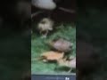 Sesame Street Cats Have Kittens PAL Pitch