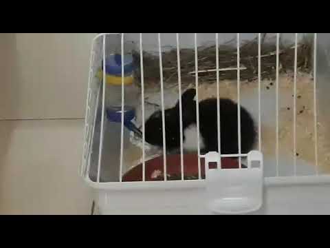 Benvenuto tra noi piccolo Batuffolo🐇❤