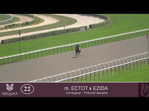2025 Summer Sale - Lot 22 c. ECTOT x EZIDA