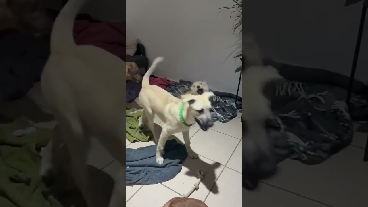 Enlarge BENJI, a Adoptable mixed breed in Langley, BC video 5/6