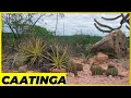 Caatinga EXPLICADA! Nunca mais erre ao dizer que ela é pobre