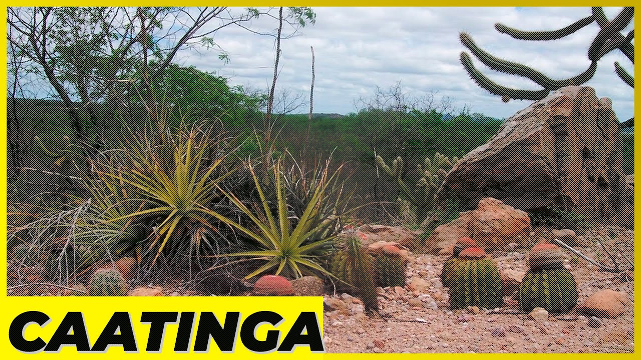 Caatinga EXPLICADA! Nunca mais erre ao dizer que ela é pobre
