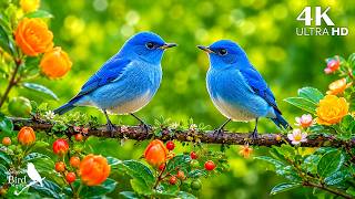 🐦 Relaxing Piano & Beautiful Birdsong | Peaceful Nature Sounds for Deep Relaxation