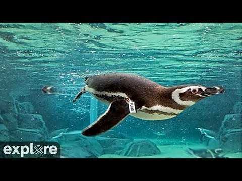 Live webcam view of Underwater Penguins Cam