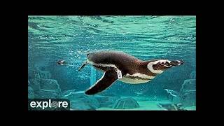 California · Underwater Penguins · Aquarium of the Pacific live stream