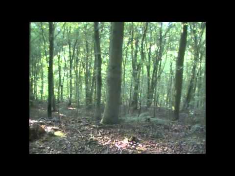 Over night trip to the Forest (Part 1)