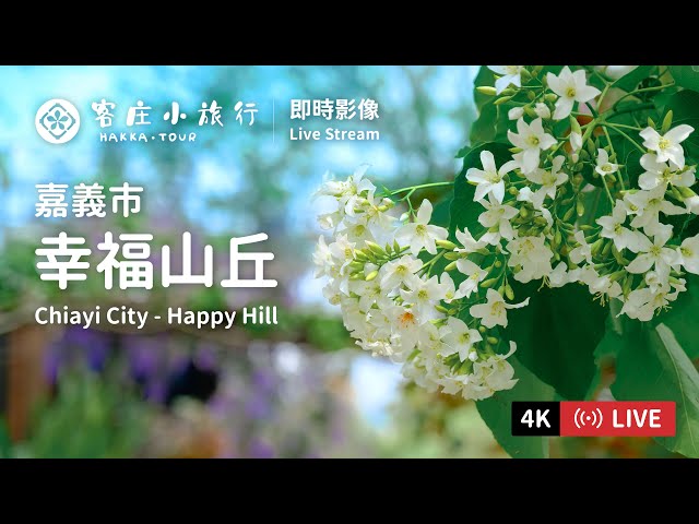 嘉義幸福山丘油桐花