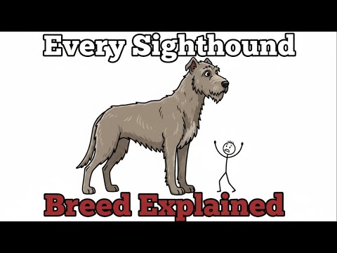 Every Sighthound Breed Explained|The World's Fastest and Most Elegant Dogs