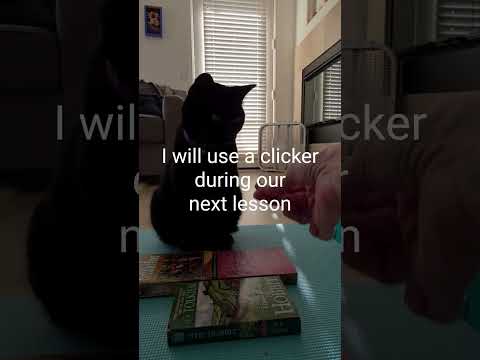 Cat Communication Buttons Video Lesson 1 Mycroft the Feral Black Training #adoptdontshop #blackcat 