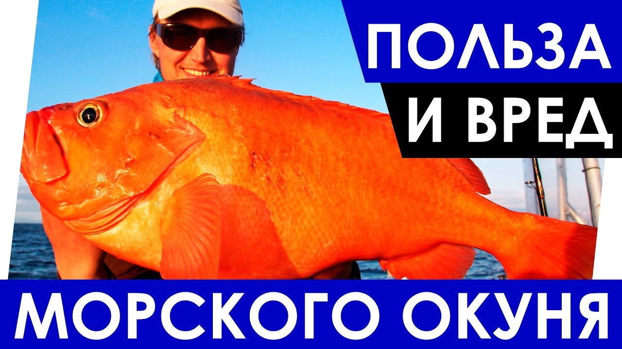 Морской окунь полезные свойства. Морской окунь вред и польза для организма. Морской окунь бабочка холодного копчения. Морской окунь калорийность. Морской окунь польза.
