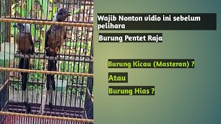 Download lagu King Pentet Bird, King Cendet, Loud voice, must watch the video!! mp3