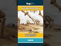 palaeontology - 古生物学 video thumbnail