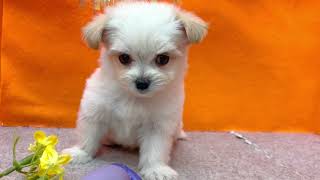 ハーフ犬の動画01