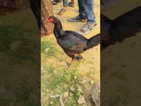, title : '#కాకి పెట్ట #peru #indianroosters#bimavaram breed#fighting cocks#Hens#kbfarm guntur@Adithyq jupalli'