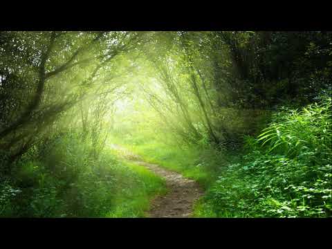 Aleksey Chistilin - Magical Forest