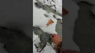 DEITA.RU В речке села Яковлевка замечено топливо 2
