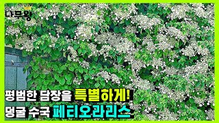 평범한 담장을 특별하게 꾸며 보는건 어떠신가요? (덩굴수국 페티오라리스 설명 및 재배방법)