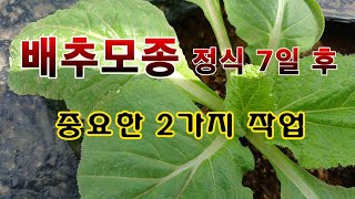 [텃밭농부 2,049]  김장배추 모종 정식 7일 후. 중요한 2가지 작업! #배추재배